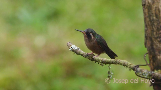 Colibrí Jaspeado (grupo melanogenys) - ML602371531