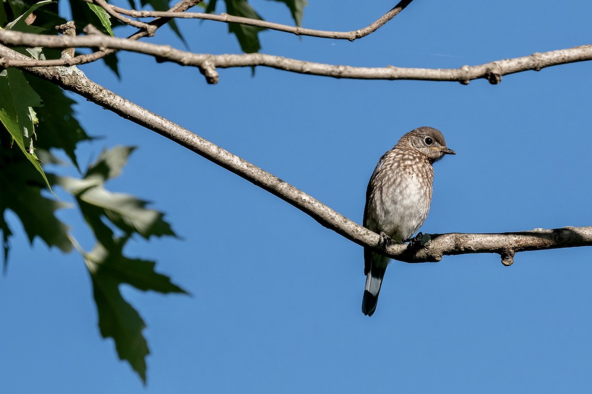 Eastern Bluebird - Bill Massaro