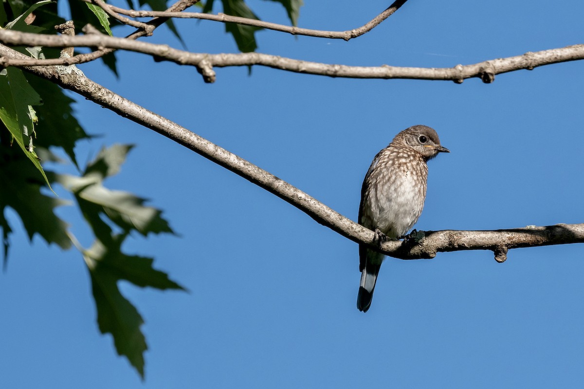 Eastern Bluebird - Bill Massaro