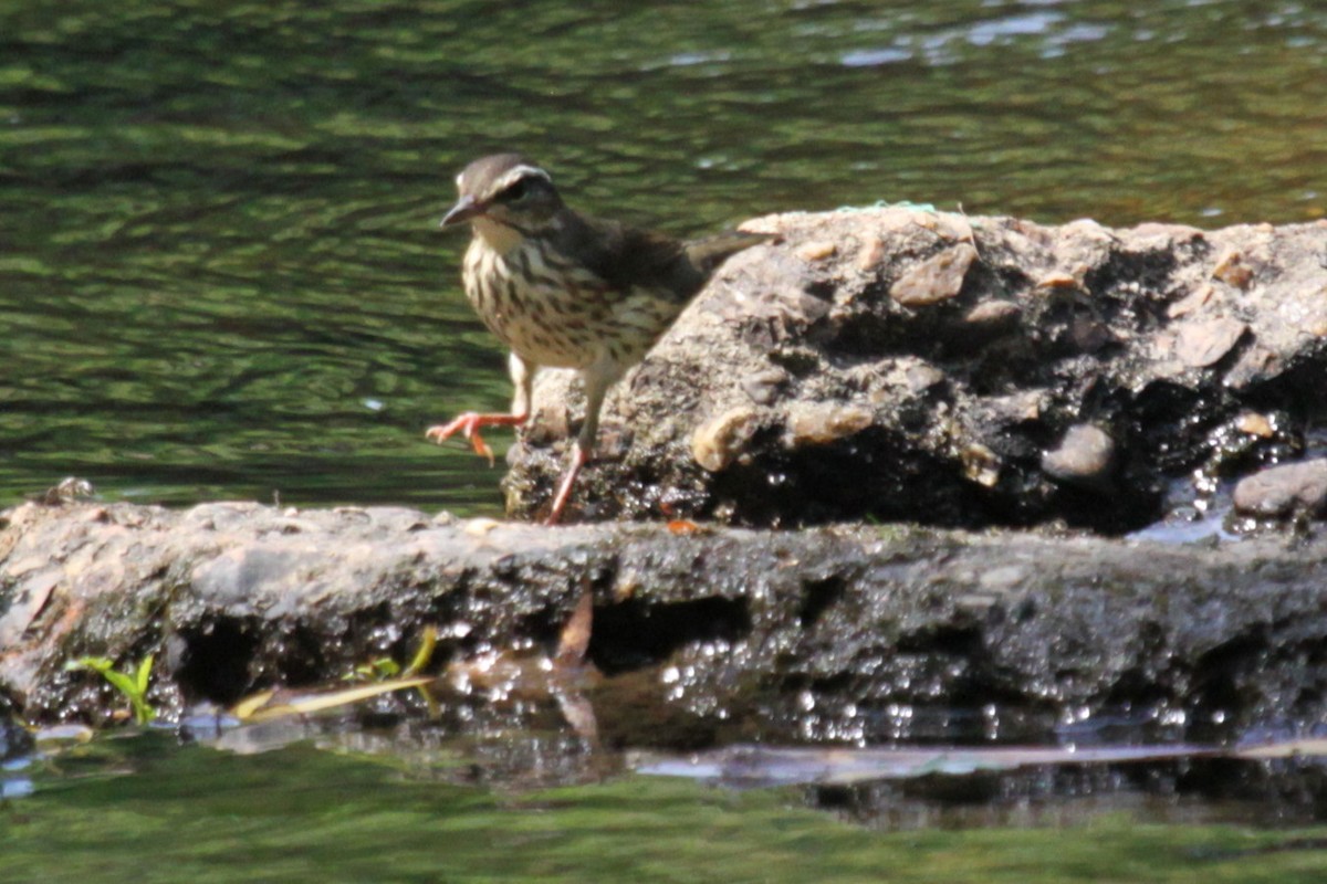 Louisiana Waterthrush - ML602374161