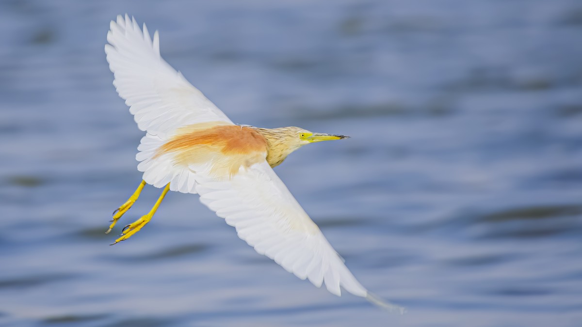 Squacco Heron - ML602374721