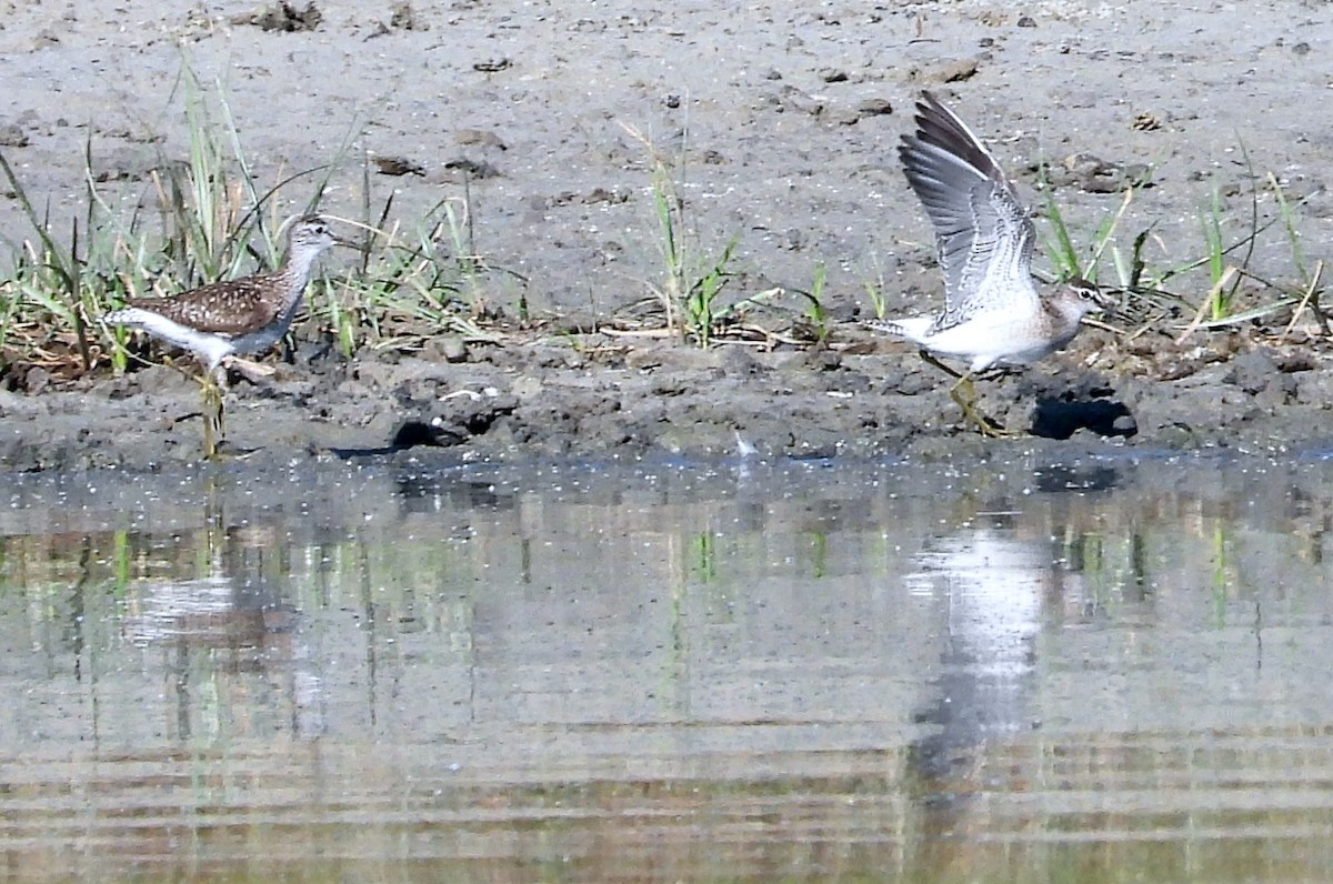 Wood Sandpiper - ML602376701