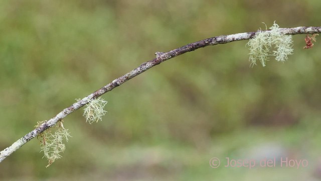 Long-tailed Sylph - ML602376781