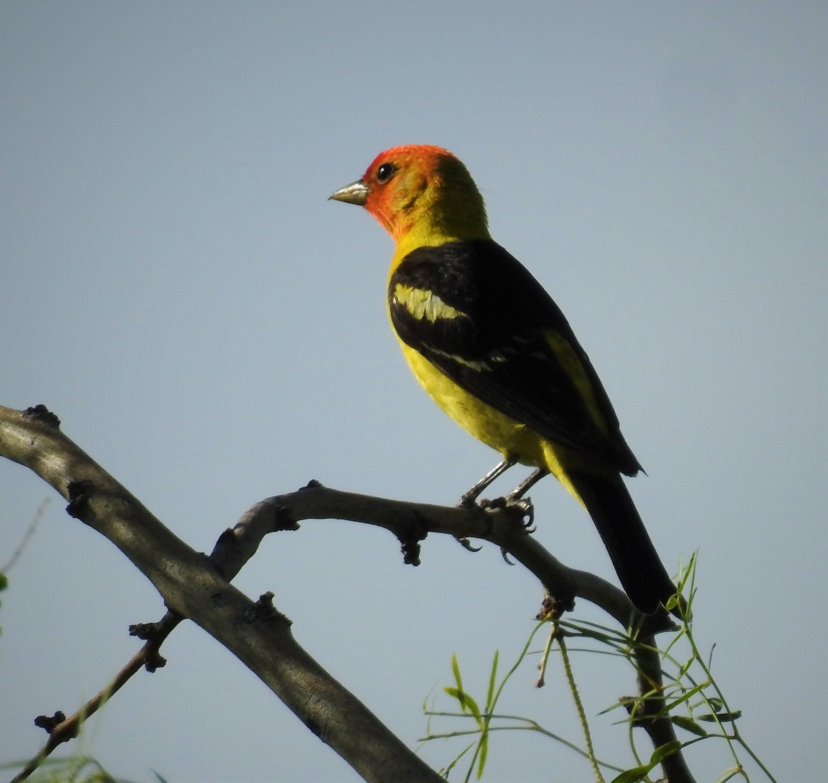 Piranga à tête rouge - ML602377251