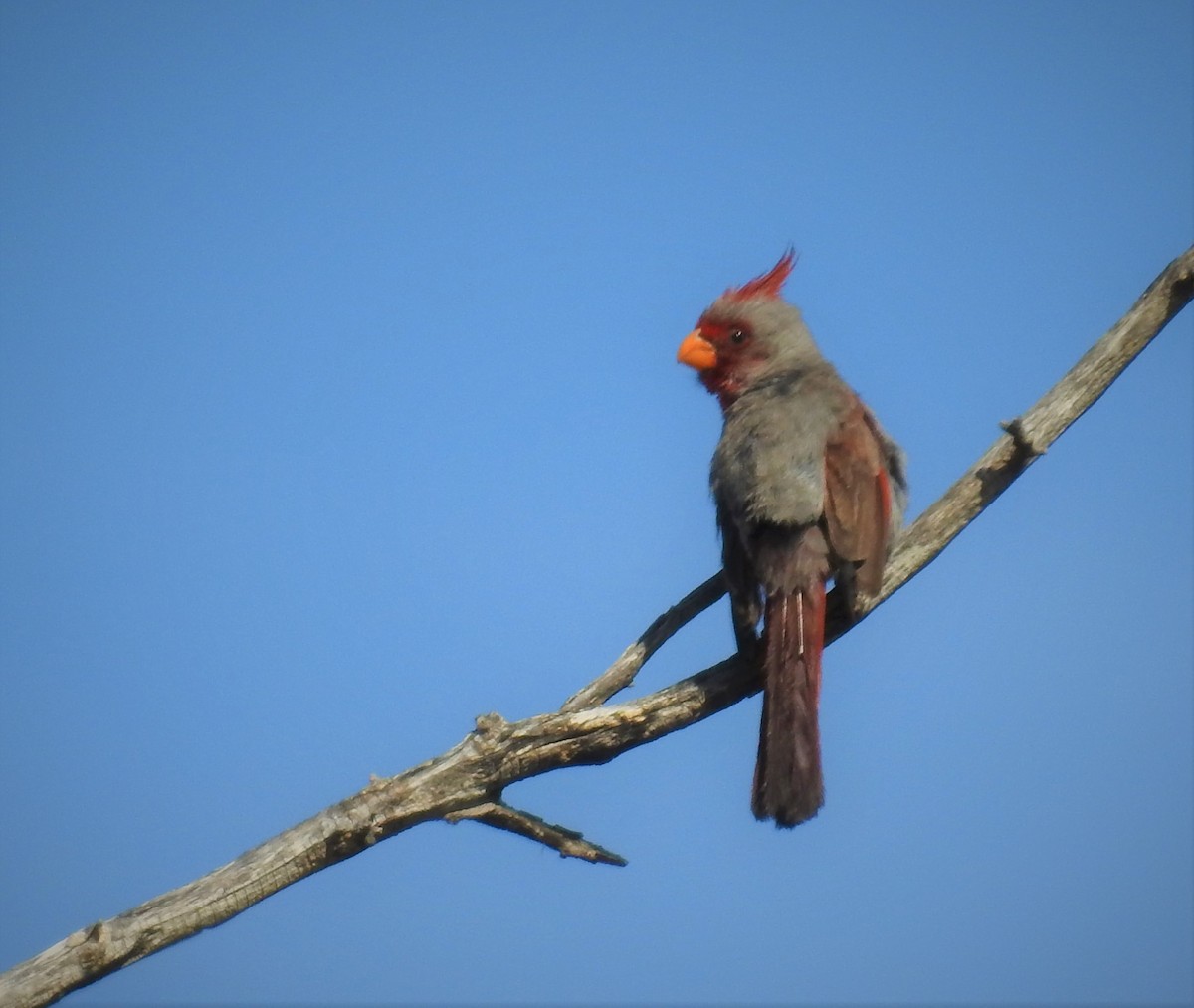 Pyrrhuloxia - Caden Williams