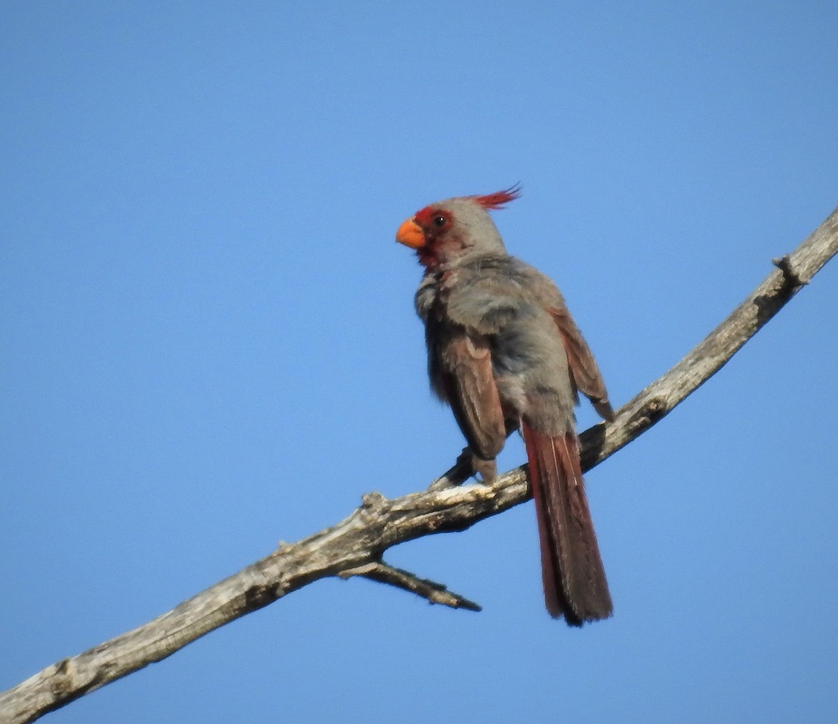 Pyrrhuloxia - ML602377971