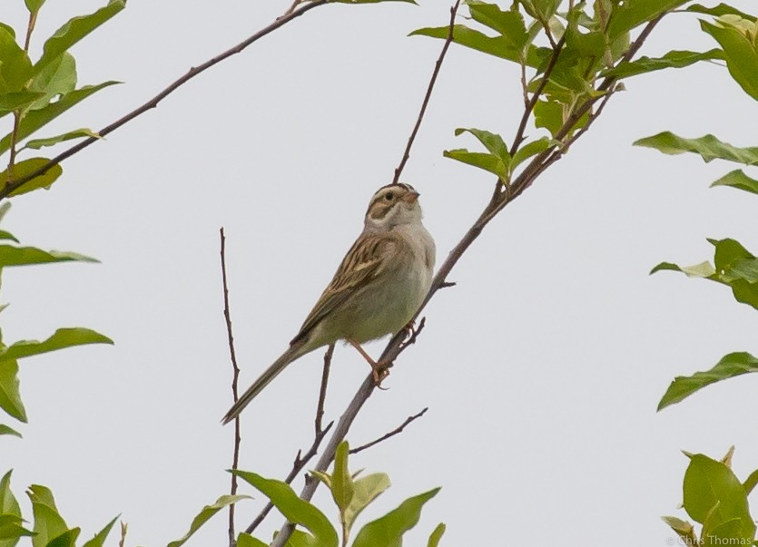 Clay-colored Sparrow - Chris Thomas