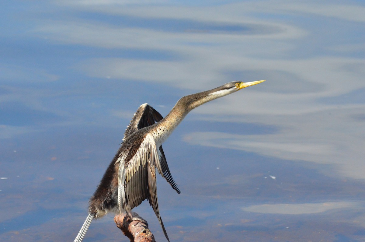 Australasian Darter - ML602378621