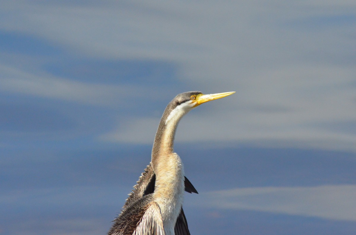 Australasian Darter - ML602378631