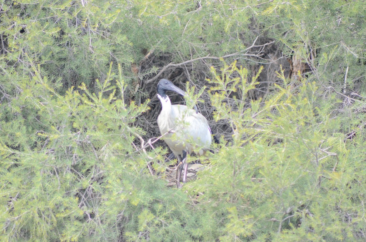 Australian Ibis - Olivier Marchal