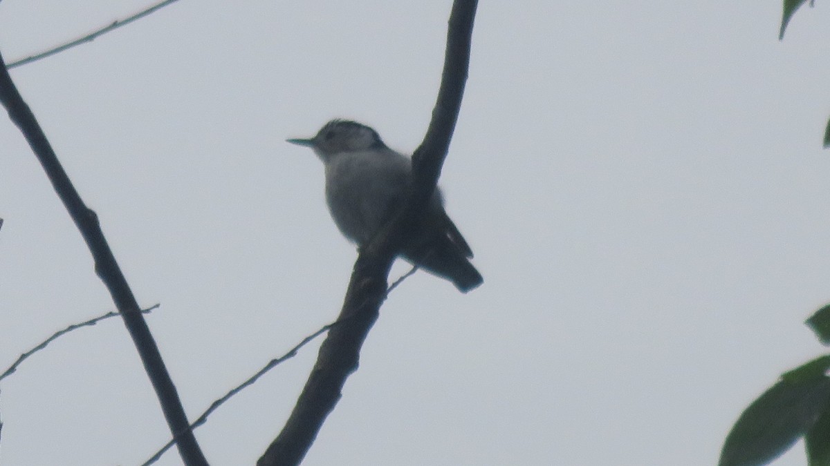 White-breasted Nuthatch - Fran Loyd