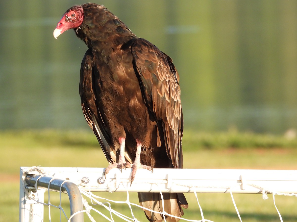 Turkey Vulture - ML602381091