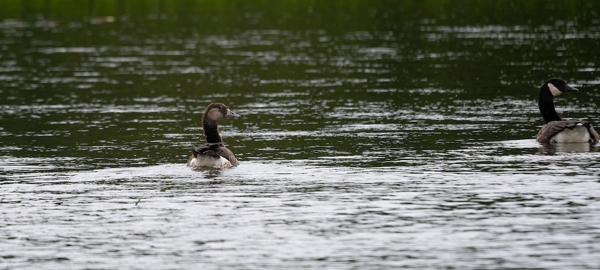 Graylag x Canada Goose (hybrid) - ML602381761