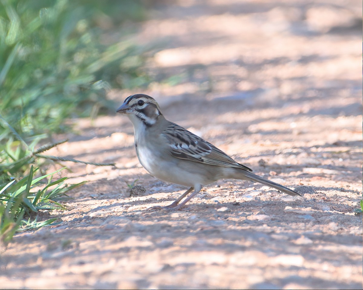 Lark Sparrow - ML602382691