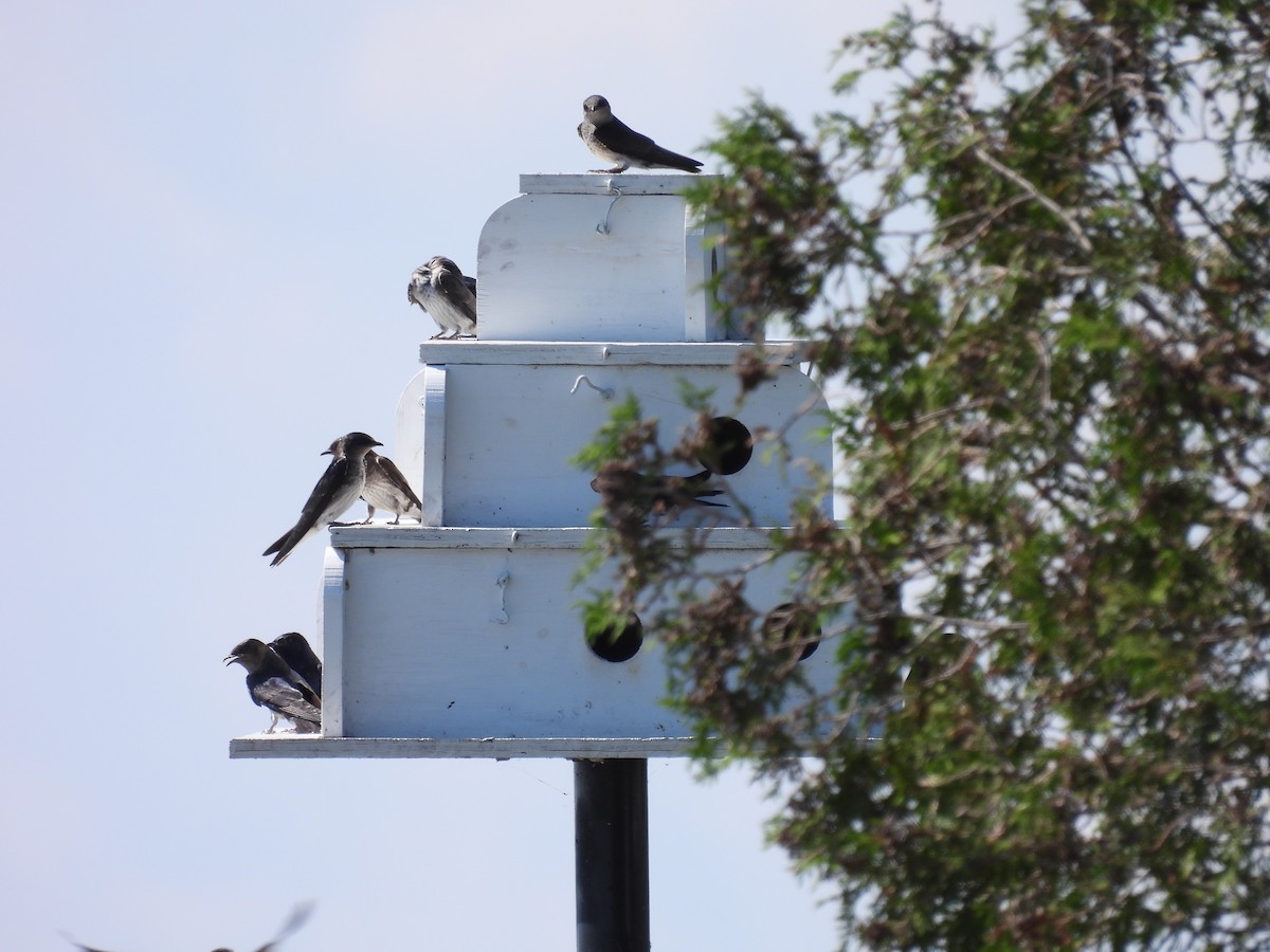 Purple Martin - ML602382701