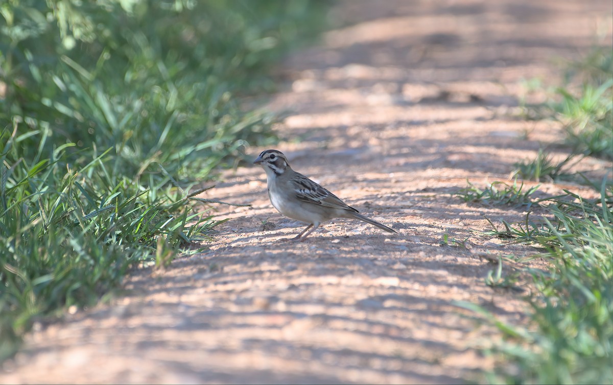 Lark Sparrow - ML602382741