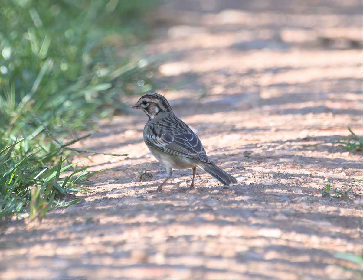 Lark Sparrow - ML602382821