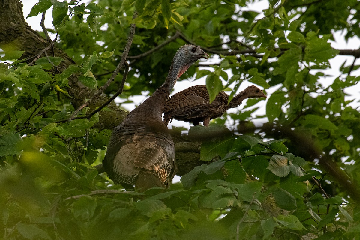 Wild Turkey - Maura Carlisle