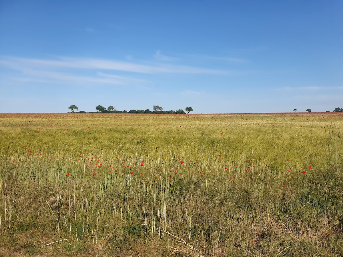 Great Bustard - ML602383911