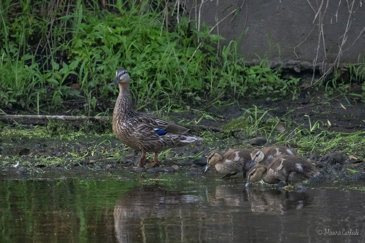 Mallard - ML602384811