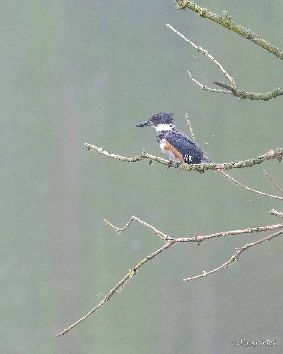 Belted Kingfisher - ML602384881