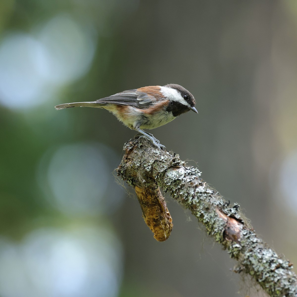 Chestnut-backed Chickadee - ML602385181