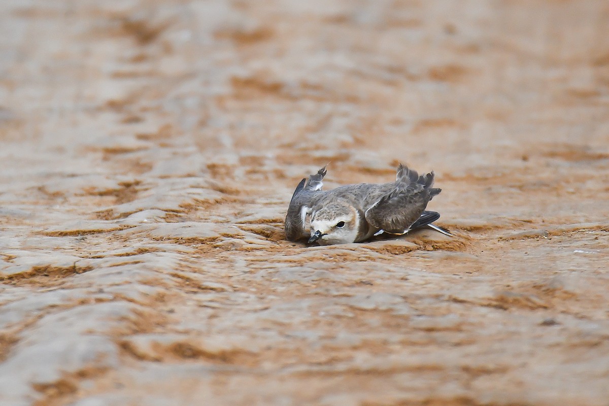 Kentish Plover - Yonatan Gordon