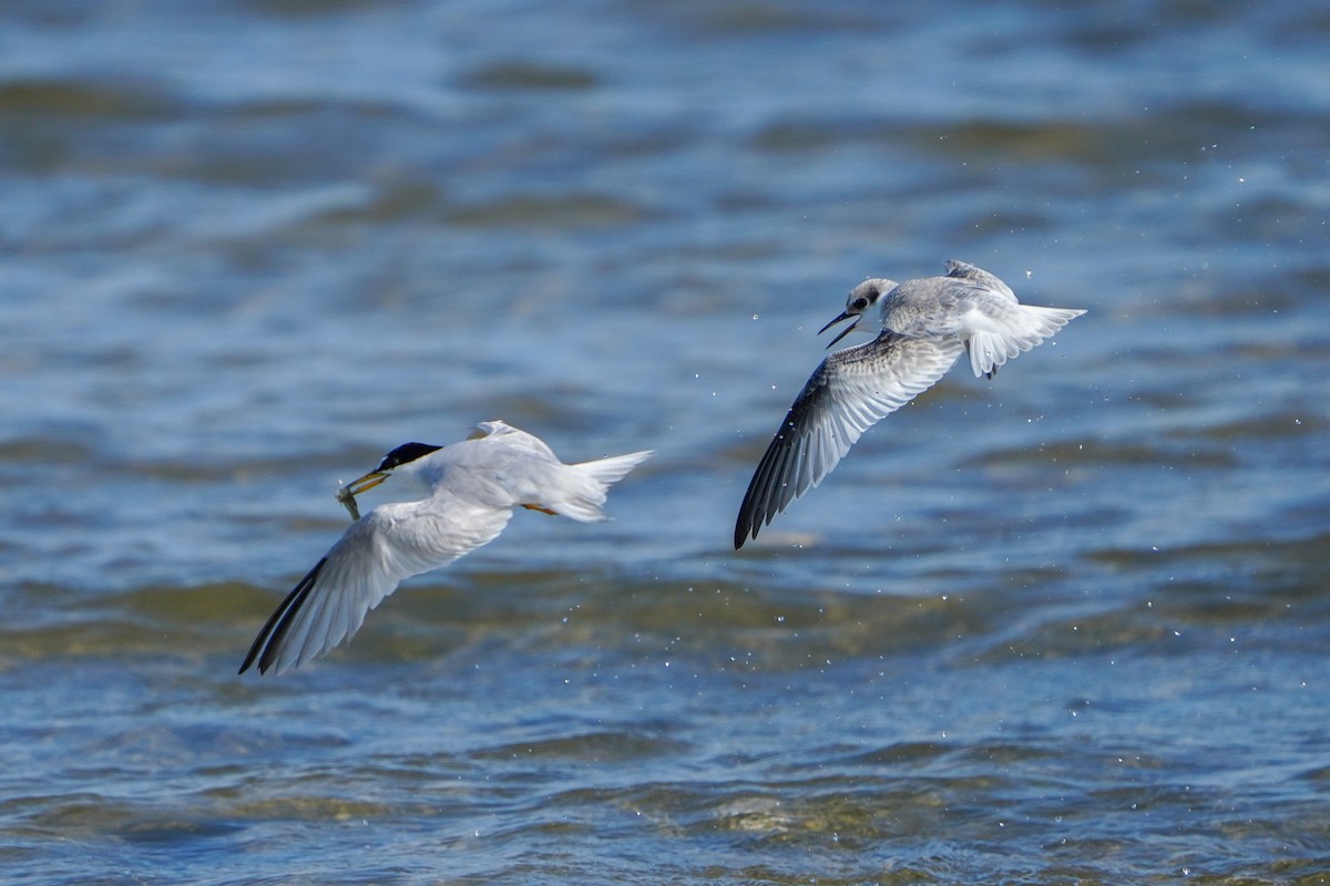 Least Tern - ML602385341