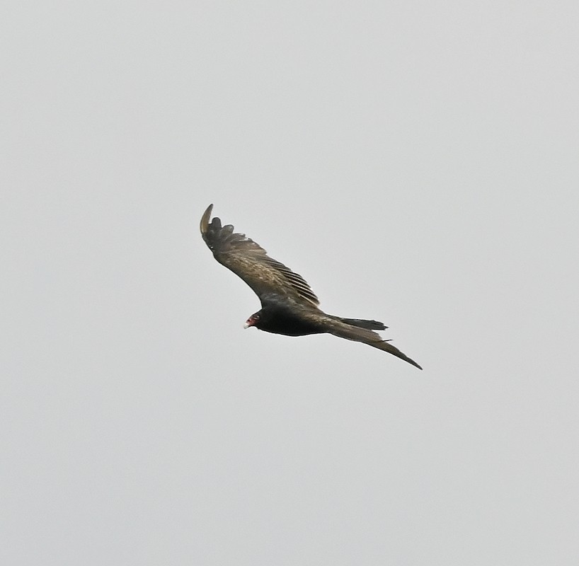 Turkey Vulture - ML602386001