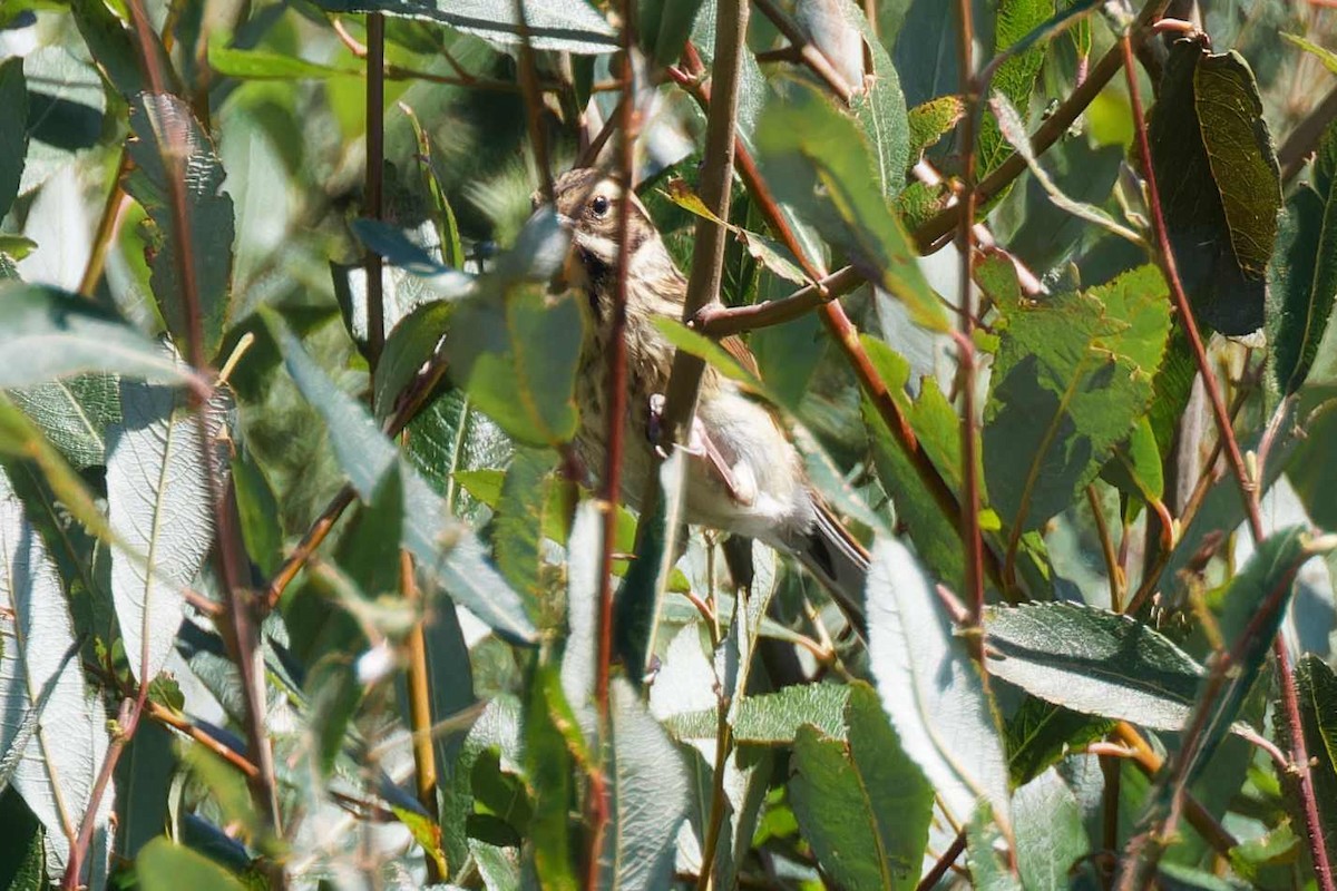 Reed Bunting - Mick Brooks