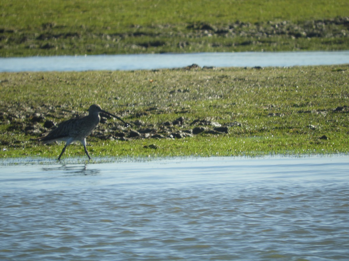 Eurasian Curlew - ML602386951