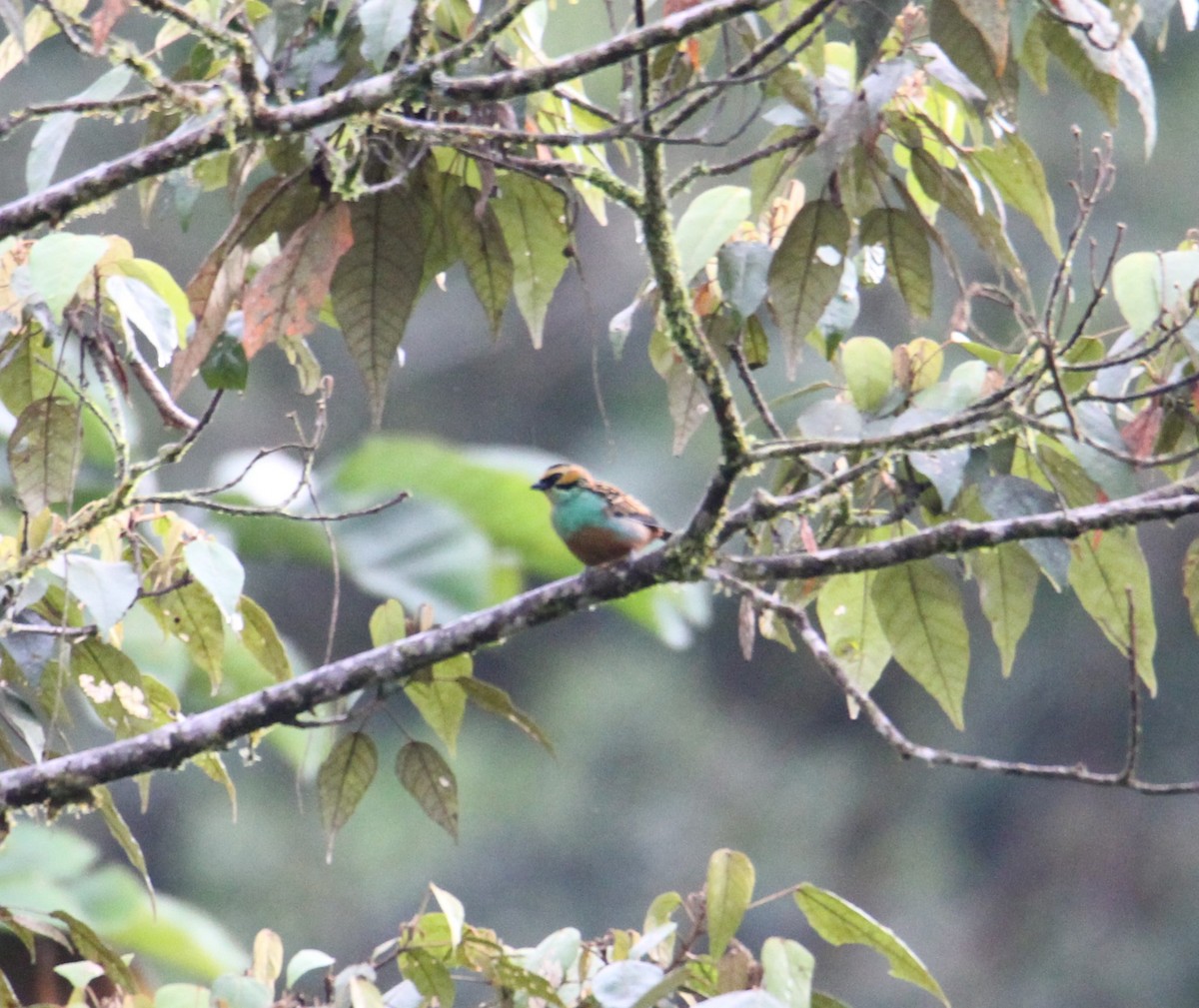 Golden-eared Tanager - Matt W