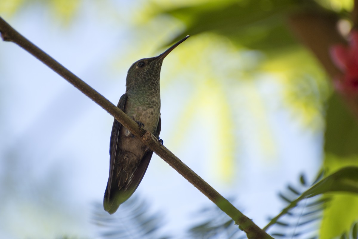 tupikolibri - ML60238781