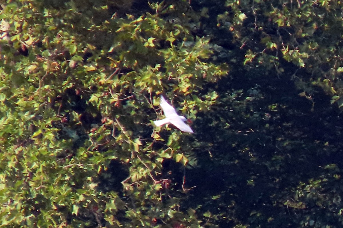 Caspian Tern - Terry Lodge