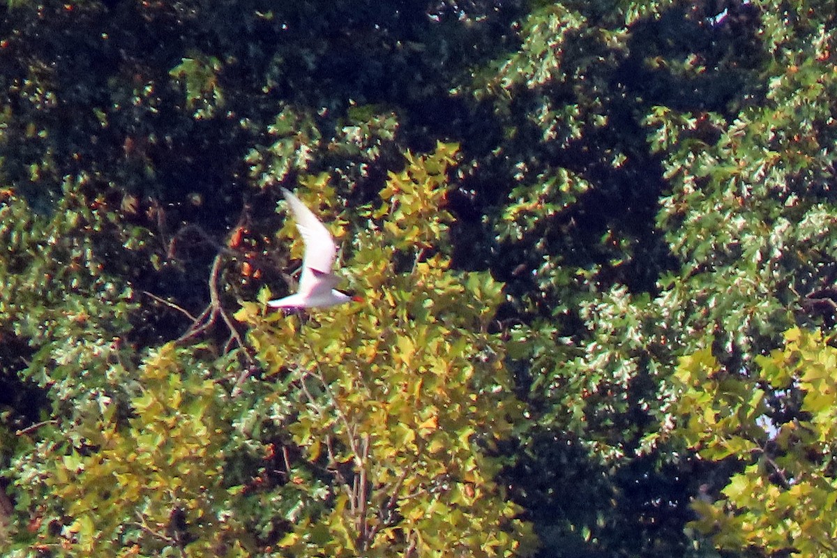 Caspian Tern - ML602388681