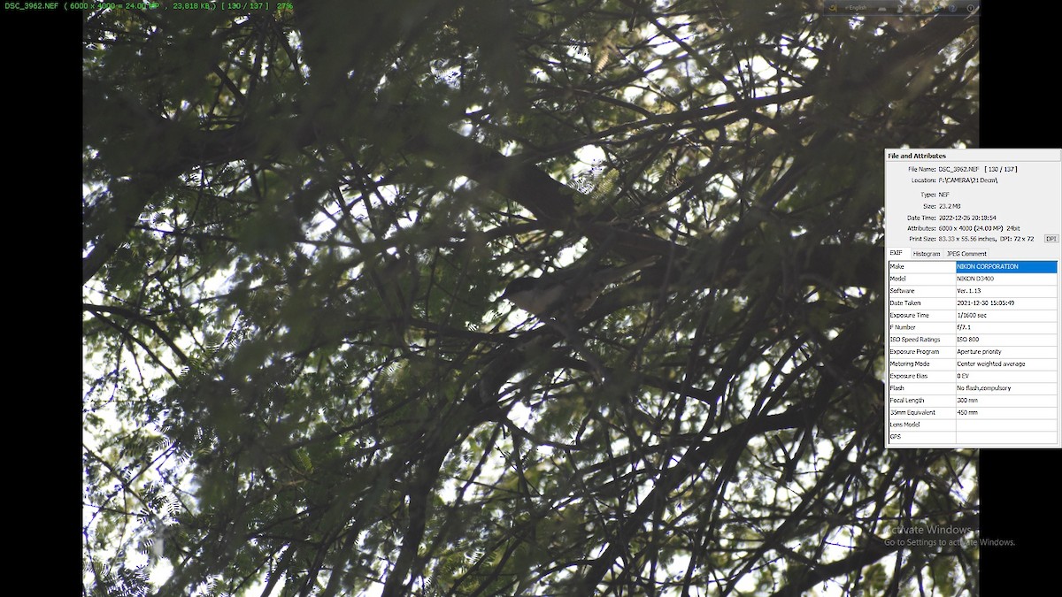 Eastern Orphean Warbler - ML602388841