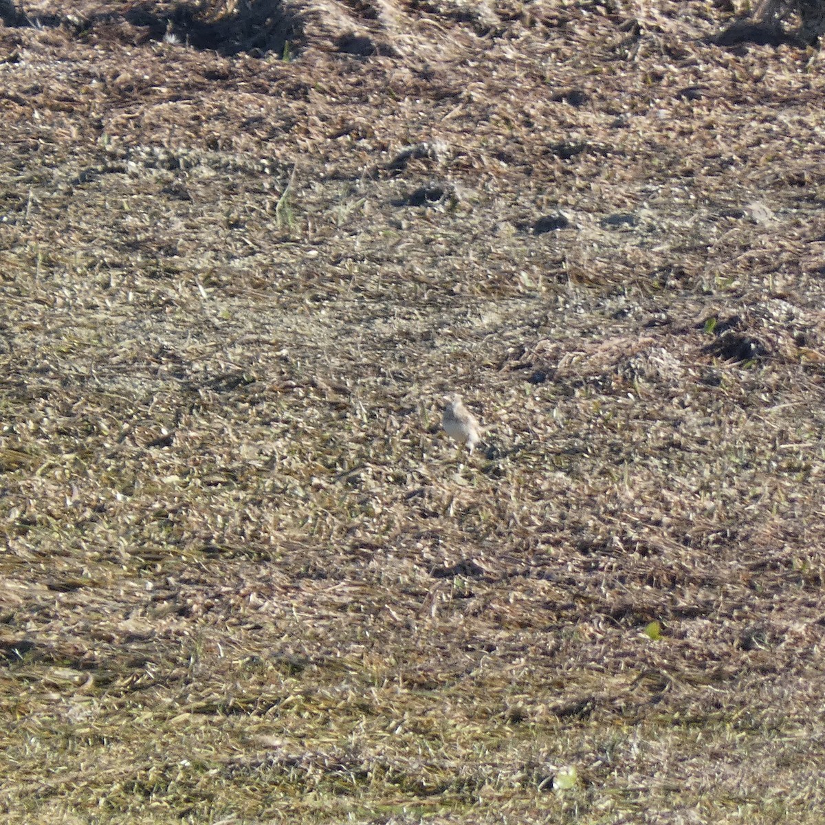 Horned Lark - Patrick Coy