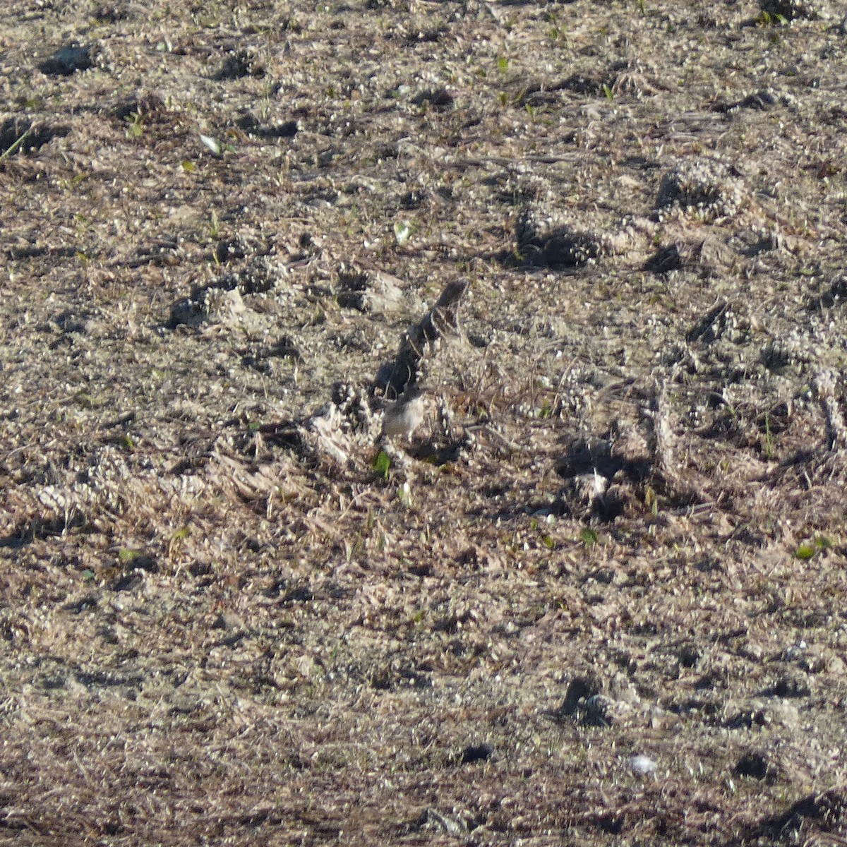 Horned Lark - Patrick Coy