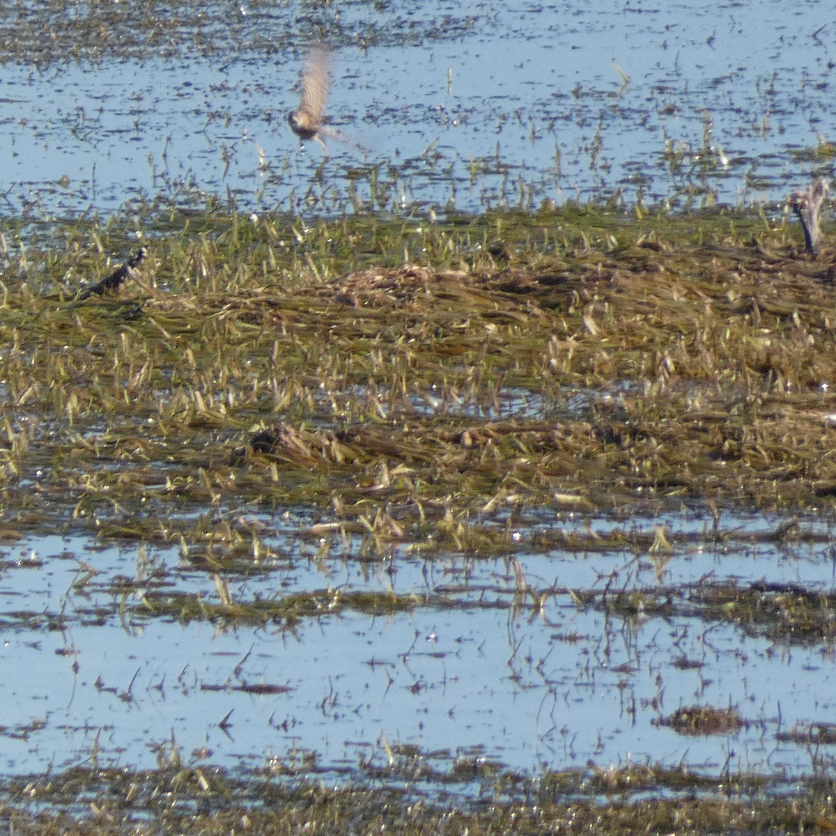 Horned Lark - ML602389511