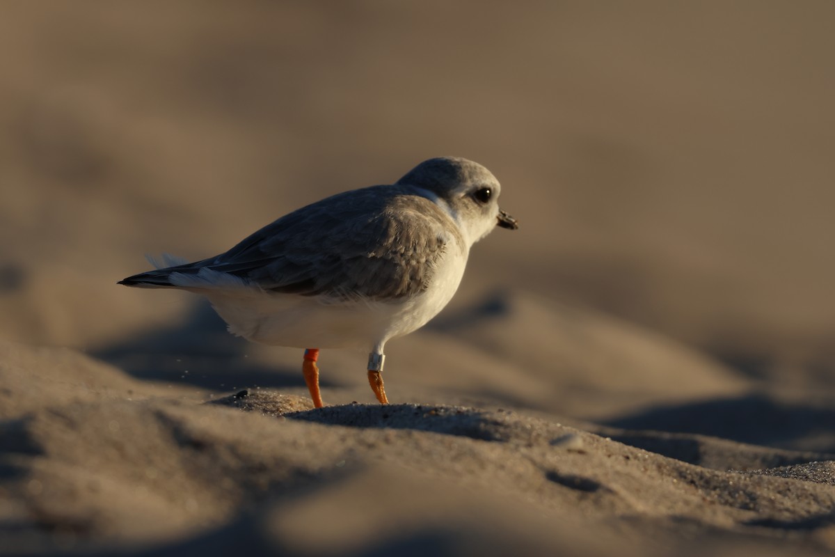 Piping Plover - ML602389871