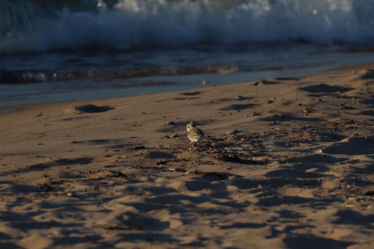 Piping Plover - Isaiah Erven