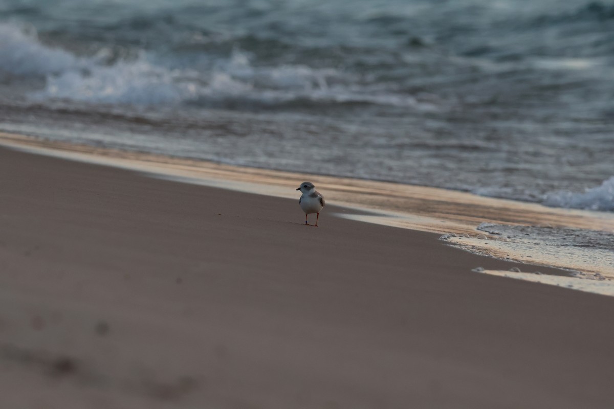 Piping Plover - Isaiah Erven