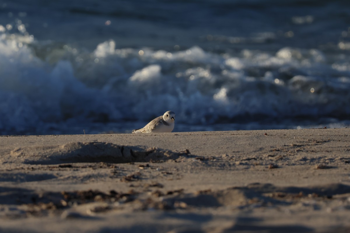 Piping Plover - ML602389901