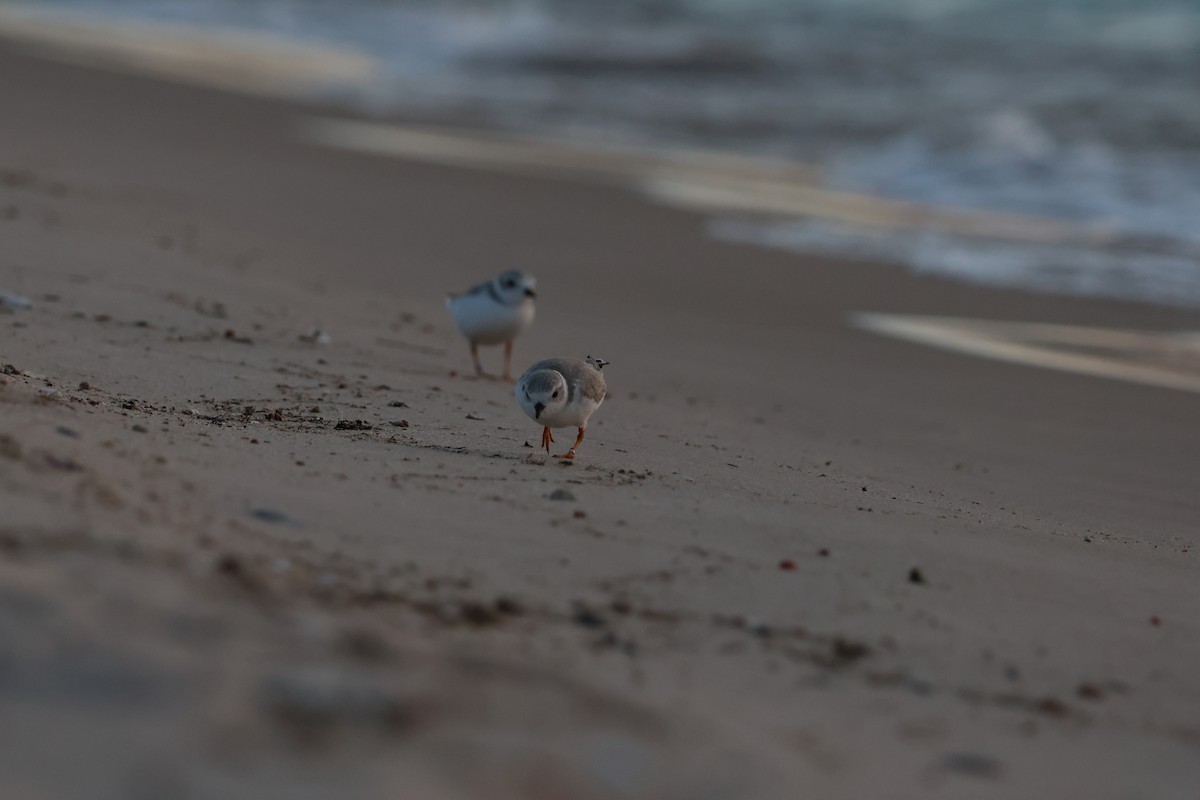 Piping Plover - ML602389911