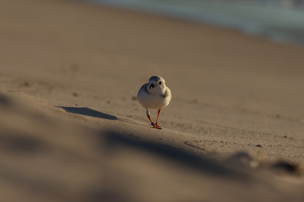 Piping Plover - ML602389921