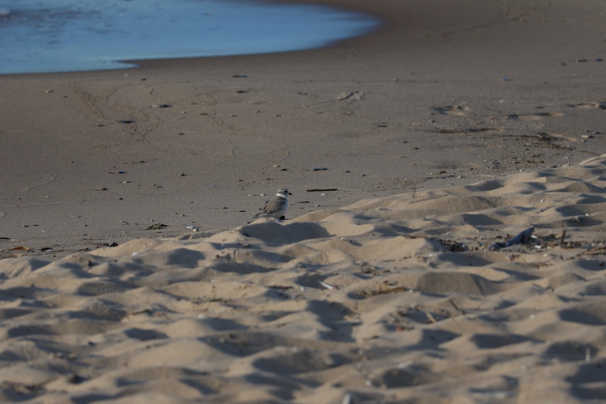 Piping Plover - ML602389931