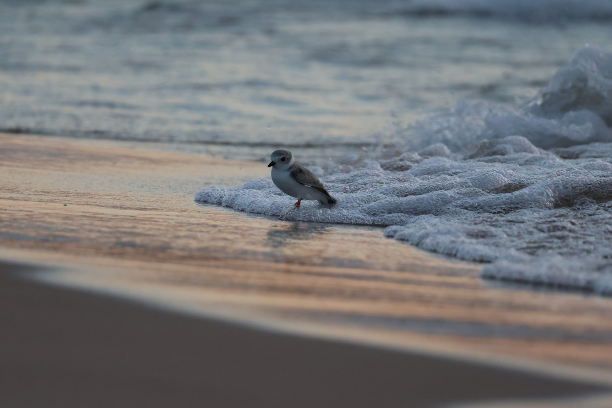 Piping Plover - ML602389941