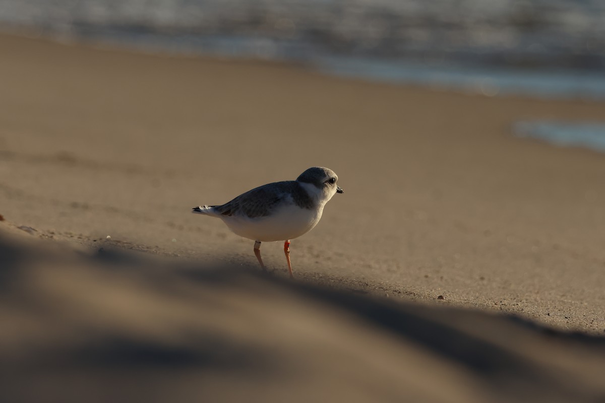 Piping Plover - ML602389961