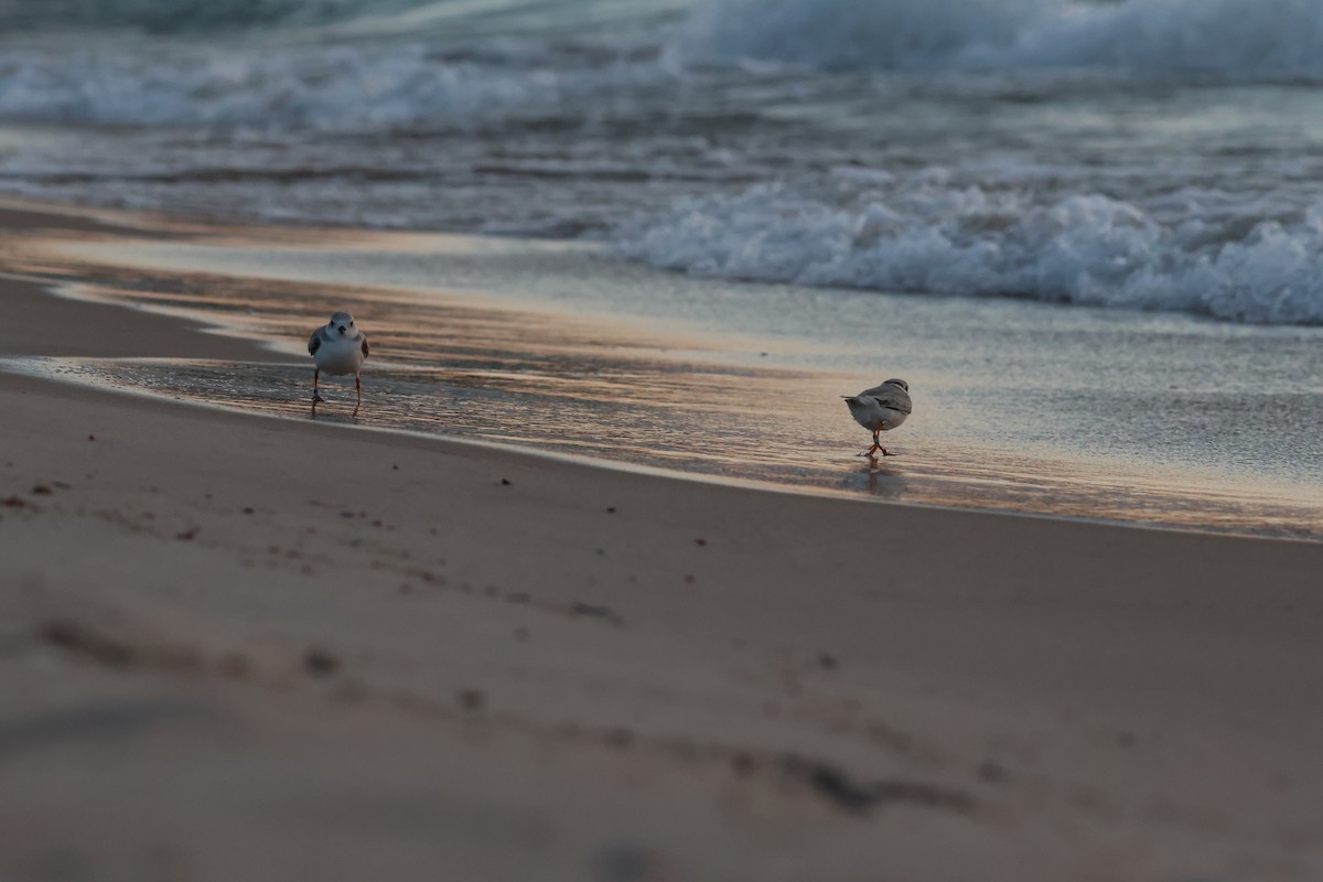 Piping Plover - ML602389971