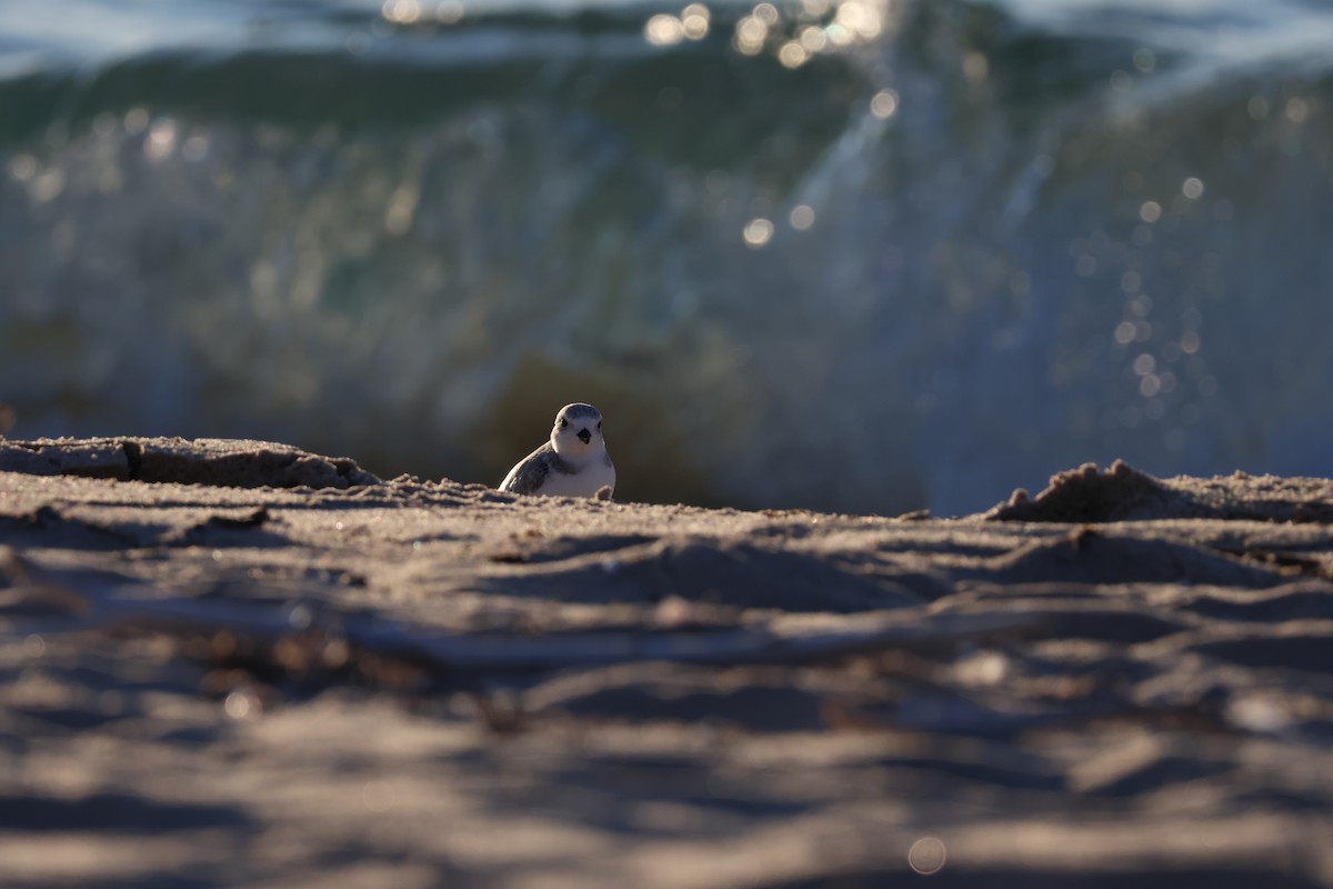 Piping Plover - Isaiah Erven